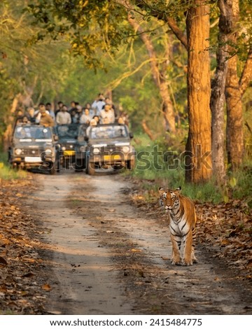 wild female tiger or panthera tigris a showstopper head on road in morning territory stroll and blurred safari vehicles tourist in background pilibhit national park forest reserve uttar pradesh india