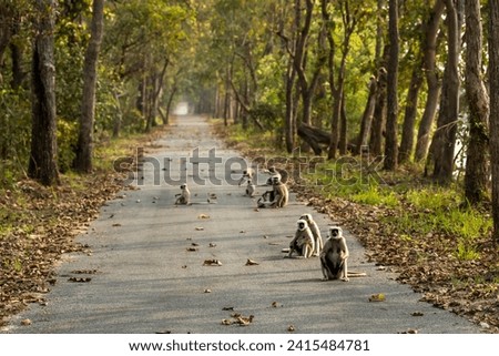 wild Terai gray langur or Semnopithecus hector family roadblock on safari track playful babies in scenic trail chuka eco tourism spot pilibhit national park forest or tiger reserve uttar pradesh india Royalty-Free Stock Photo #2415484781