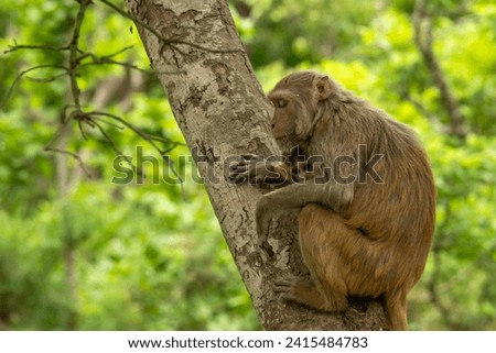 Tender moment Mother loving her baby on her lap Rhesus macaque or Macaca mulatta monkey mother and baby in cuddling moment behavior resting on tree in natural green background in terai forest of india Royalty-Free Stock Photo #2415484783