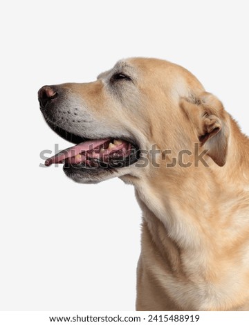 cute goldie dog colsing eyes, sticking out tongue and panting to side while sitting in front of white background  Royalty-Free Stock Photo #2415488919