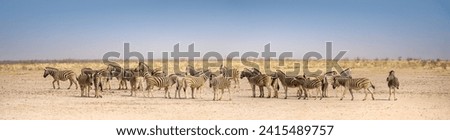 Panoramic landscape with big zebras herd for your header or banner background, safari trip and watch to wild animals in Africa. Plains zebras in the african savanna in Etosha National park, Namibia.