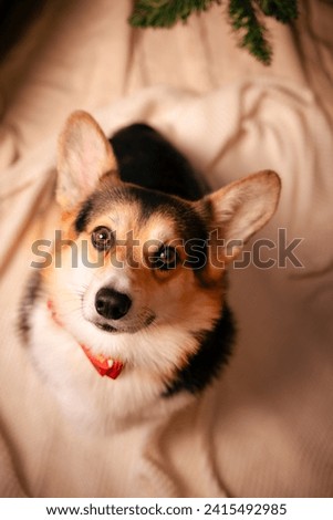 Christmas close up photo of a Corgi dog sitting in under a Christmas tree 