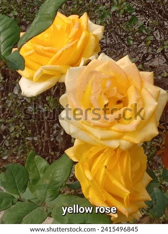 Rose flowers are found in many colors. Yellow roses immediately catch our attention. Yellow roses planted in the garden look very beautiful and attractive. Yellow roses are a symbol of friendship. 