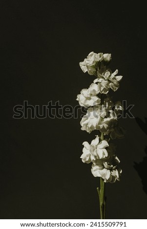 Delicate white matthiola flower stem on black background. Aesthetic close up view floral composition