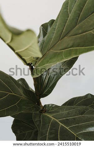Elegant aesthetic green ficus plant leaves over white wall. Stylish still life home plant composition