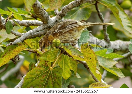 Bird of the species Mimus saturninus, commonly known as Chalk-browed mockingbird perched on a branch of a fig tree, feeding.