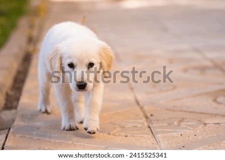 A young golden retriever puppy, a small white dog, walks confidently across a sidewalk in this straightforward photo.