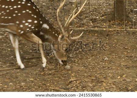 Spotted Deer or Chital Deer, a species of deer native to the Indian subcontinent. Very beautiful.