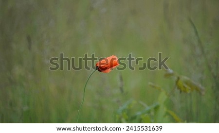 Alone red poppy on a natural blurred green background in May. Lower Saxony, Germany.