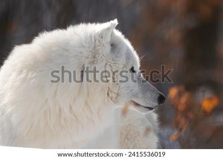 Arctic wolf (Canis lupus arctos) picture in winter with colour background