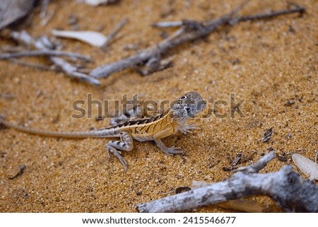 Female Chalarodon madagascariensis lizard searching for the sun with its third eye in the Toliara, Madagscar. Royalty-Free Stock Photo #2415546677