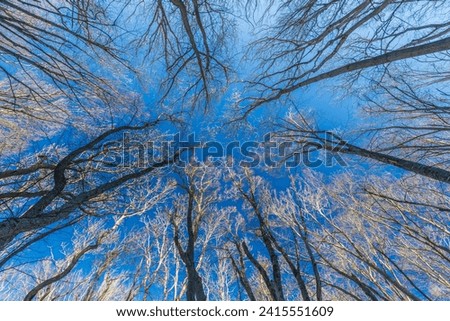 Bare trees in the forest against the blue sky
