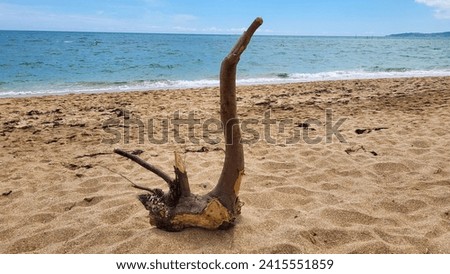 A snag that looks like a swan on a lonely sea beach after a storm