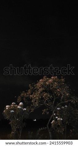 cemetery flowers with night sky background