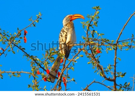 Hornbill enjoys a bright blue sky in South Africa