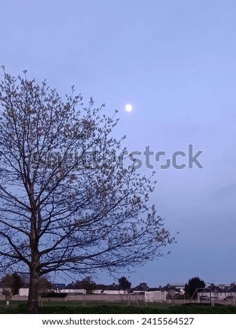 
Beneath the silver glow of the moon, a solitary tree stands sentinel in the quiet night