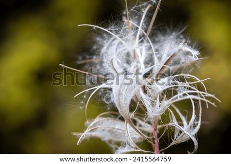 Rustic Roots Stock Photography Montana
