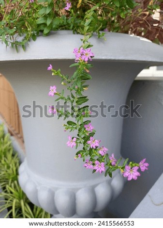 Beautiful Mexican Heather plants planting in a round cement pot.