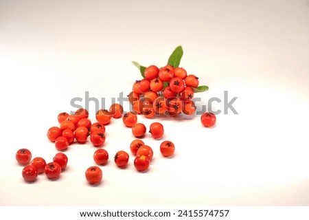 Isolated red firethorn berries on a white background. Royalty-Free Stock Photo #2415574757