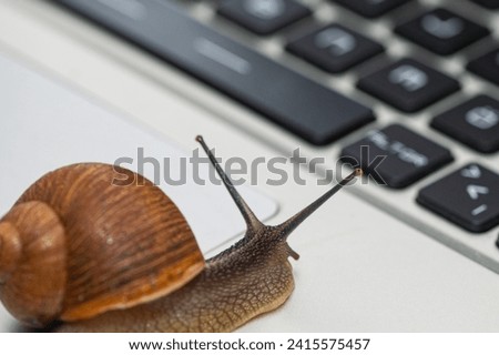 A snail on a laptop with its antennae out.