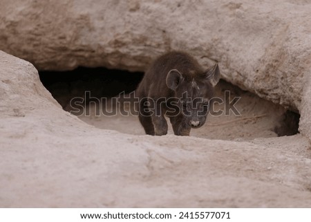 baby hyena in front of its hyena den