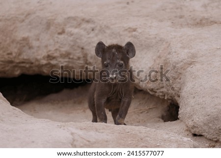 baby hyena in front of its hyena den