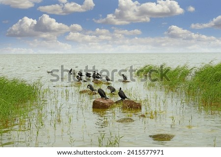 Cormorants - birds on the stones at the shore of the Curonian Spit, Lithuania. The Curonian Spit is on the UNESCO World Heritage List Royalty-Free Stock Photo #2415577971