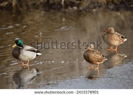 isolated ducks birds on the frozen Ilmenau (river) against a blurred brown background