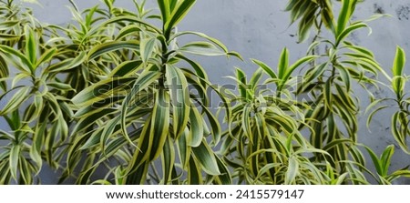 Drakaena song of india, Dracaena reflexa is an ornamental plant a type of suji plant that originates from the Indian Ocean. Close up of dracaena leaves.  Royalty-Free Stock Photo #2415579147