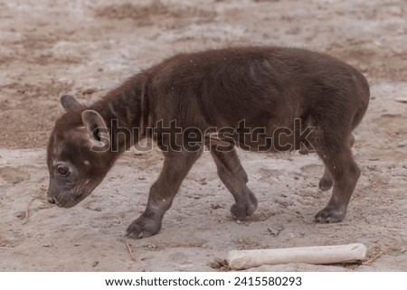 baby hyena in Amboseli NP