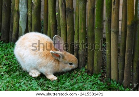 Photo learning and play by introducing the child to animals such as rabbits.