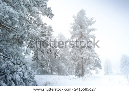 Snowy winter forest with pine trees covered with frost and snow