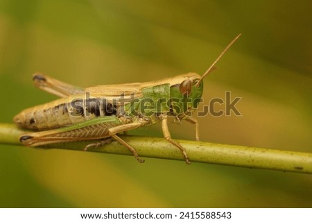 Natural closeup on a Common European meadow grasshopper, Chorthippus parallelus sitting on a grass straw Royalty-Free Stock Photo #2415588543