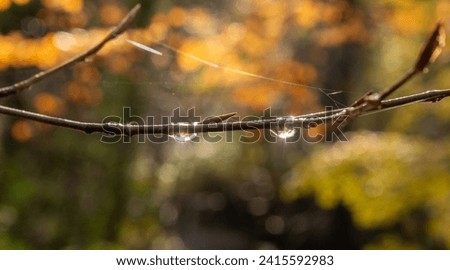 Raindrops on branches at Marbury Country Park, Marbury, Cheshire, UK Royalty-Free Stock Photo #2415592983