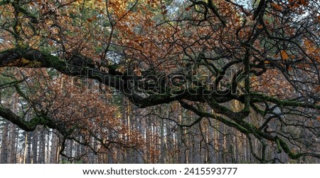 Giant Old Oak Tree in Winter 