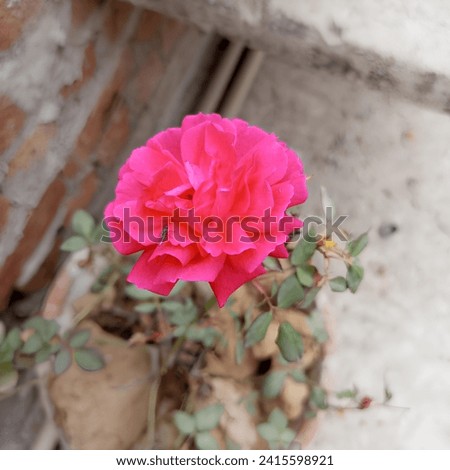 Image of a beautiful flower