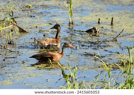 Black-bellied whistling duck (Dendrocygna autumnalis), formerly called the black-bellied tree duck, is a whistling duck. Magdalena department. Wildlife and birdwatching in Colombia.