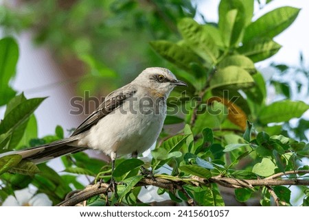 Tropical mockingbird (Mimus gilvus), resident breeding bird. Barichara, Santander department. Wildlife and birdwatching in Colombia