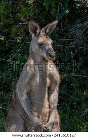 Male Kangaroo from Zoopark, Melbourne, Australia 
