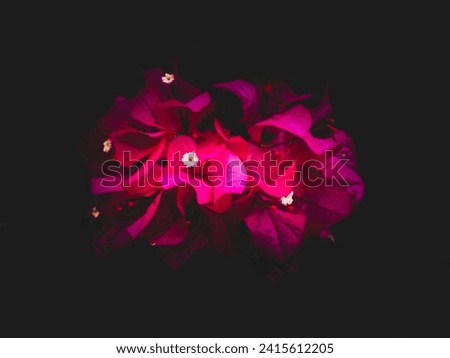 Picture of fanta color bougainvillea flowers isolated on black background for wallpaper, dark background