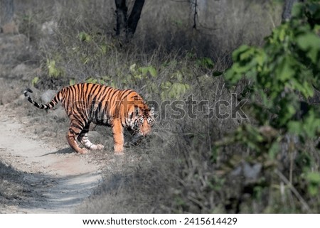 Panthera Tigris in its natural habitat in Panna Tiger Reserve...