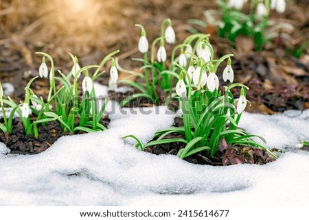 Flowering snowdrops are punched out of the snow. Symbol of nature waking up Royalty-Free Stock Photo #2415614677