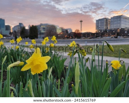 Daffodils in Seattle Spring at Sunset