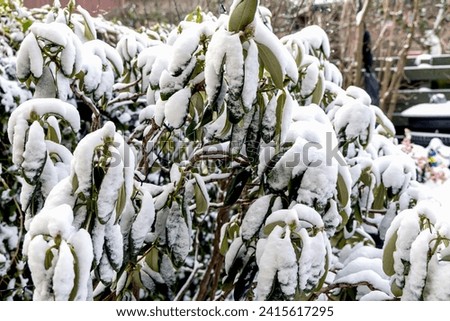 Rhododendron bush covered with snow in winter. High quality photo