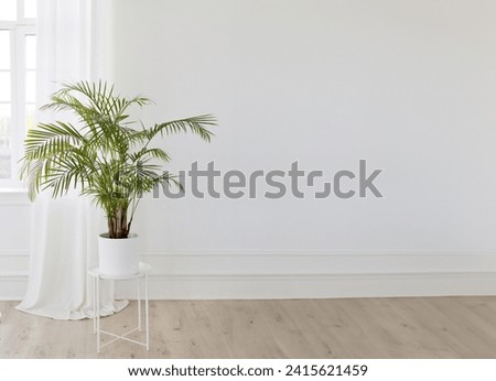 Potted green plant Kentia Palm Tree in light interior, copy space Royalty-Free Stock Photo #2415621459