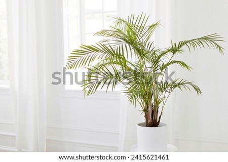 Potted green plant Kentia Palm Tree in light interior, copy space Royalty-Free Stock Photo #2415621461