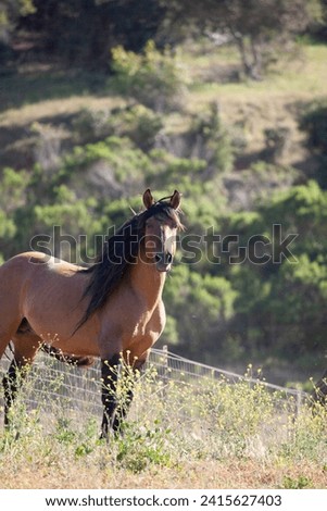 Beautiful stallion standing alert in field, long mane and forelock, dun Royalty-Free Stock Photo #2415627403