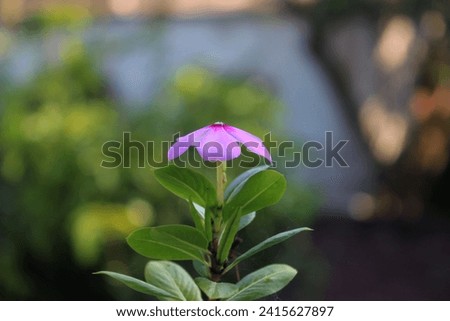 Beautiful flower desktop wallpaper on high resolution photography