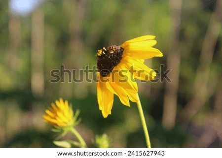 Sunflower single flower 4k nature desktop wallpaper and mobile background
