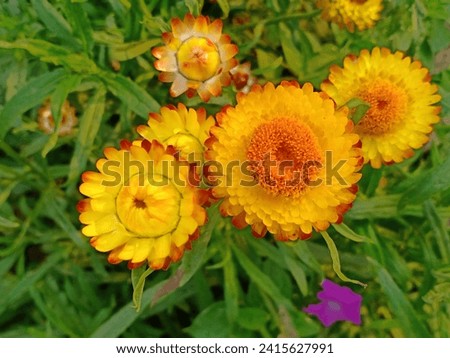 Set of yellow flowers nature desktop wallpaper photo background